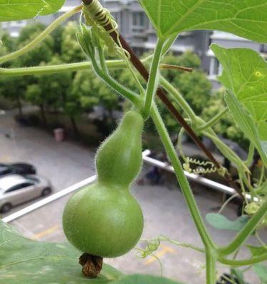 葫芦为什么喜欢阳光？（探究葫芦喜欢阳光的原因和好处）