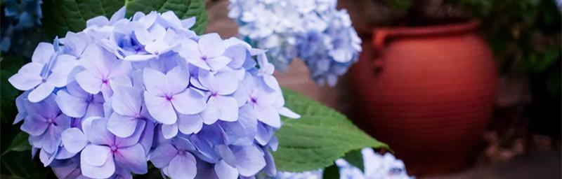 黑夜中的光明——以向日葵的花语为主题（向日葵花语的含义与象征）