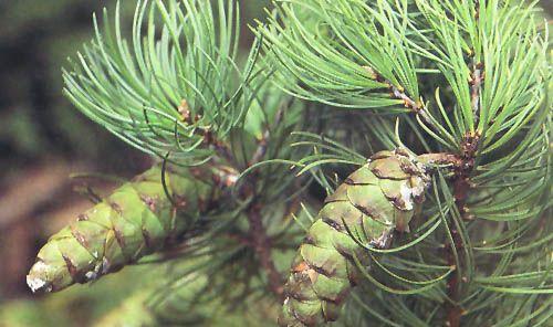 五针松的耐寒温度及其适应性（探究五针松在不同气候条件下的适应能力及栽培管理）