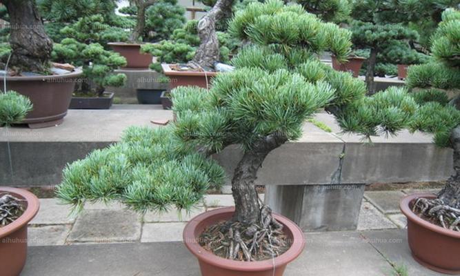 五针松的耐寒温度及其适应性（探究五针松在不同气候条件下的适应能力及栽培管理）