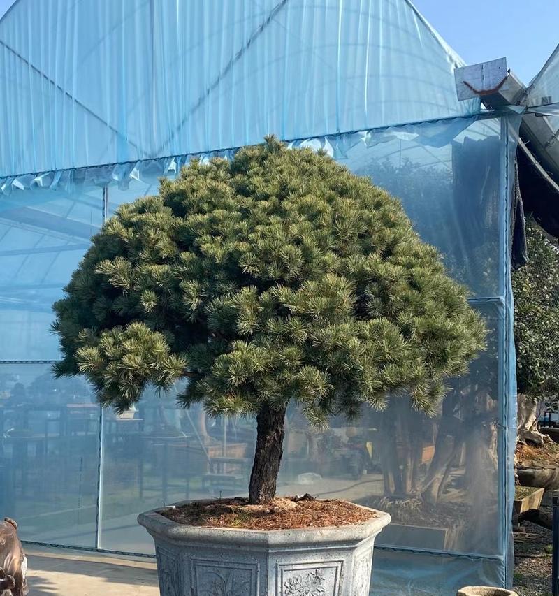 五针松的耐寒温度及其适应性（探究五针松在不同气候条件下的适应能力及栽培管理）