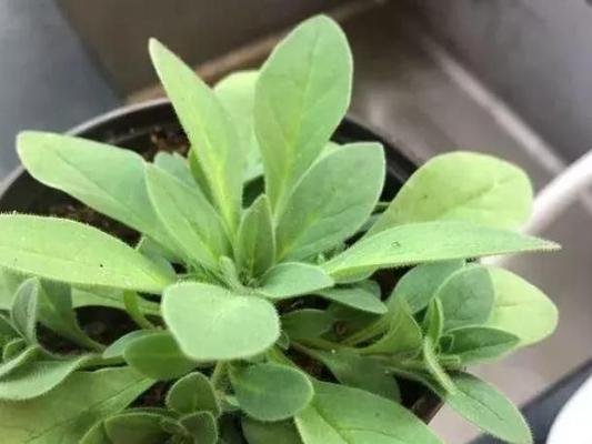 油渣可以变废为宝，成为有机花肥（制作油渣花肥的步骤和注意事项）