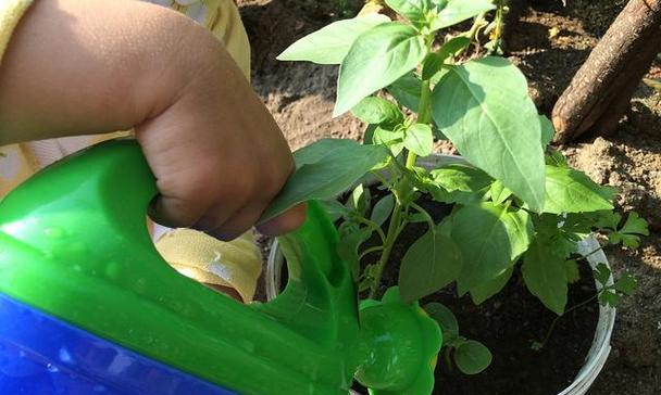 油渣可以变废为宝，成为有机花肥（制作油渣花肥的步骤和注意事项）