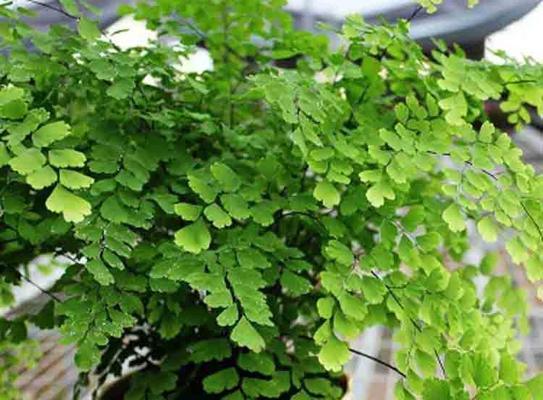 铁线蕨的特点和生态环境（草本植物的多样性及生长条件）