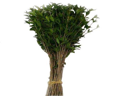 月桂扦插的最佳时间（掌握正确的扦插时机）