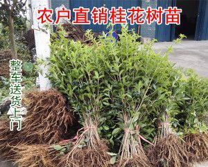 月桂扦插的最佳时间（掌握正确的扦插时机）