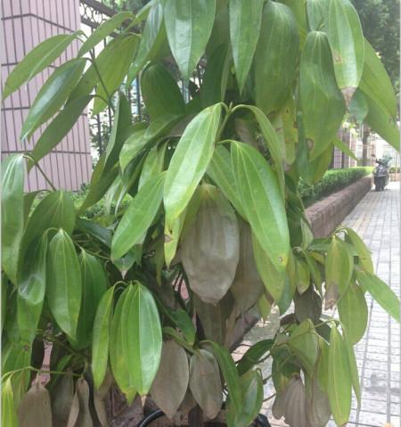 月桂扦插的最佳时间（掌握正确的扦插时机）