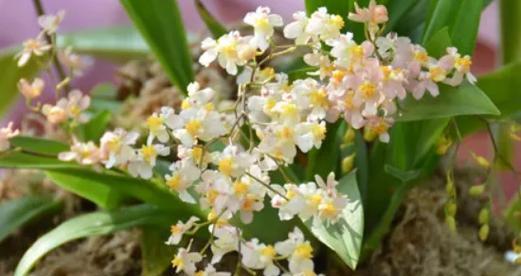 文心兰开花时间及花期长短详解