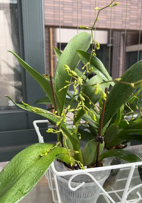 文心兰开花时间及花期长短详解