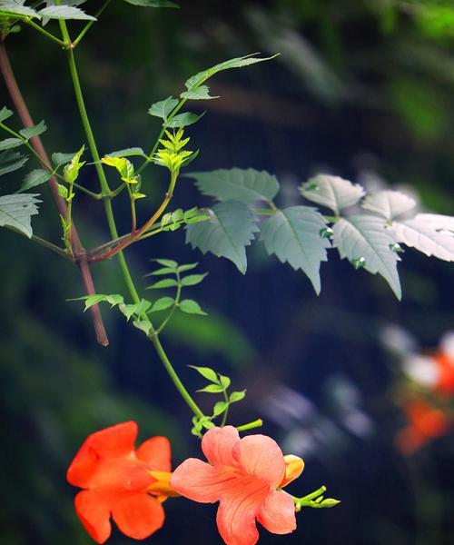 凌霄花开花周期与花期（探究凌霄花每年开花次数及花期长短）