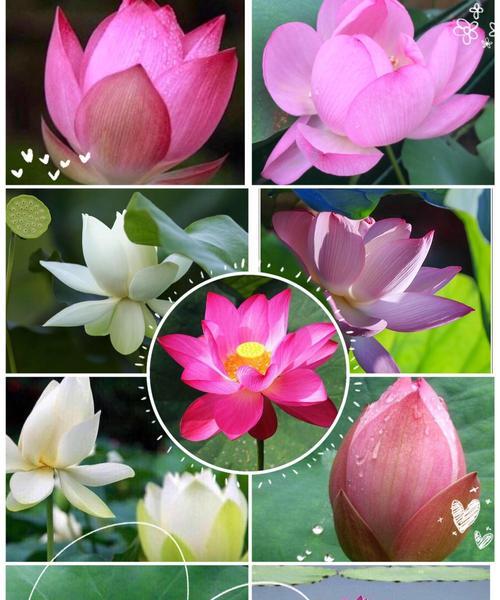 荷花是中国的国花（探究中国的国花荷花）