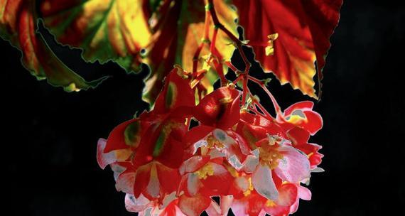 竹节海棠花语与寓意（探寻竹节海棠的文化内涵和象征意义）