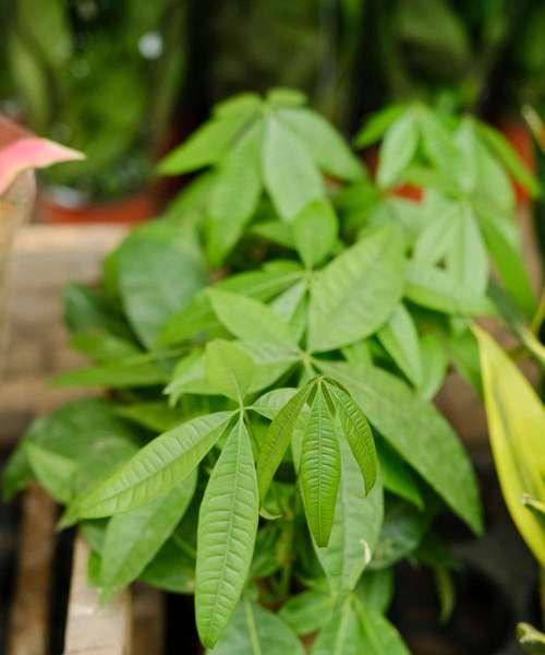 发财树开花的寓意与时机选择（探寻发财树的开花秘密）