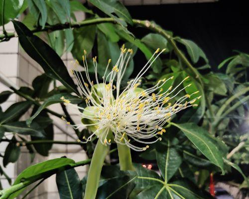 发财树开花的寓意与时机选择(探寻发财树的开花秘密) 发财树开花的寓意与时机选择(探寻发财树的开花秘密)