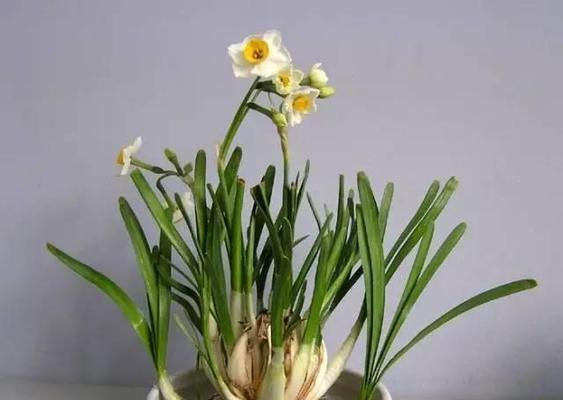 水仙花花香有毒吗？安全放置在卧室的注意事项（水仙花的毒性）