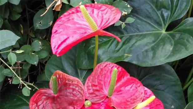 花语传情（探索红玫瑰的花语）