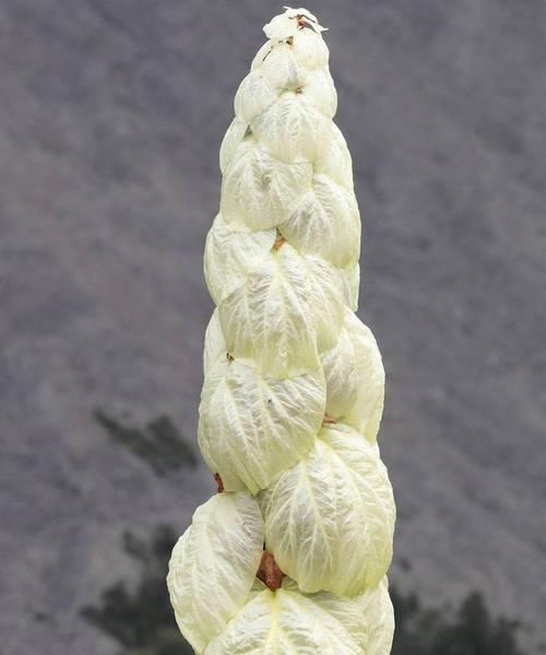 塔黄的保护意义（探究塔黄是否为保护植物）