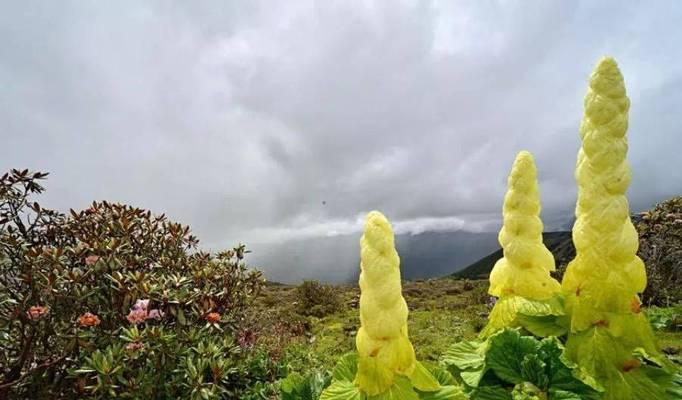 塔黄的保护意义（探究塔黄是否为保护植物）