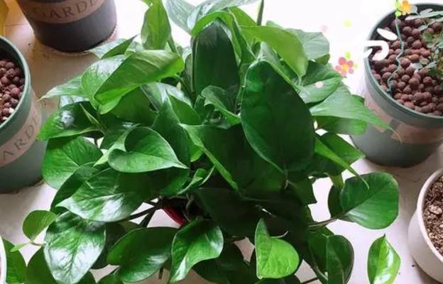 绿萝:常见的被子植物