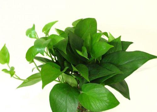 绿萝:常见的被子植物 绿萝:常见的被子植物