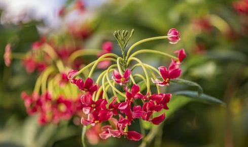 君子花语与寓意的深度解读（探索君子花语的美丽寓意）
