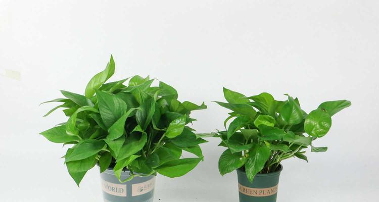 绿萝:常见的被子植物 绿萝:常见的被子植物