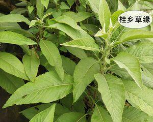 大风叶的特征及应用（了解大风叶的形态、结构和功能）