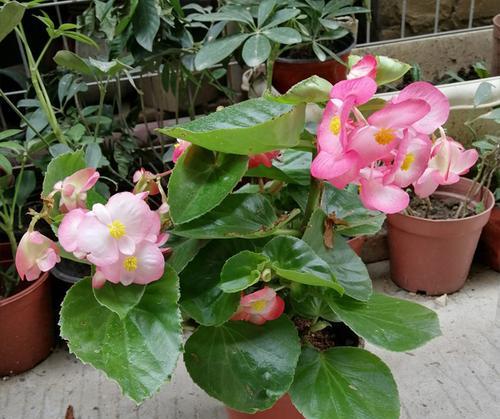 海棠花的土壤种植（选择合适的土壤种植海棠花）