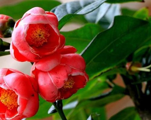 四季海棠的花语与意义(传承四季之美)