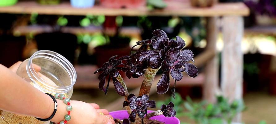 磷酸二氢钾浇水有益多肉生长（浇水技巧）