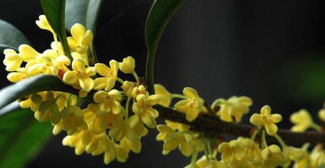 茶水浇灌下，满园桂花香（桂花树的养护与使用——可以用茶水浇吗）