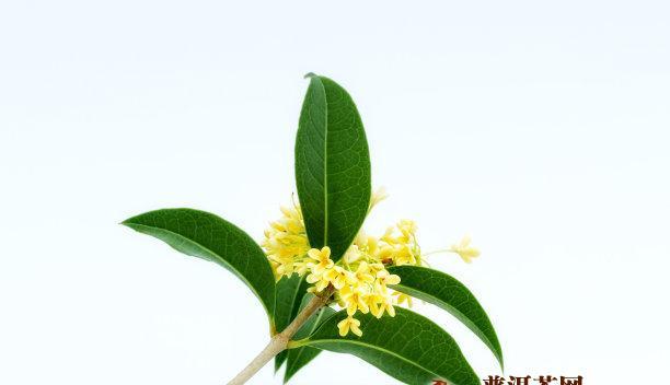 茶水浇灌下，满园桂花香（桂花树的养护与使用——可以用茶水浇吗）