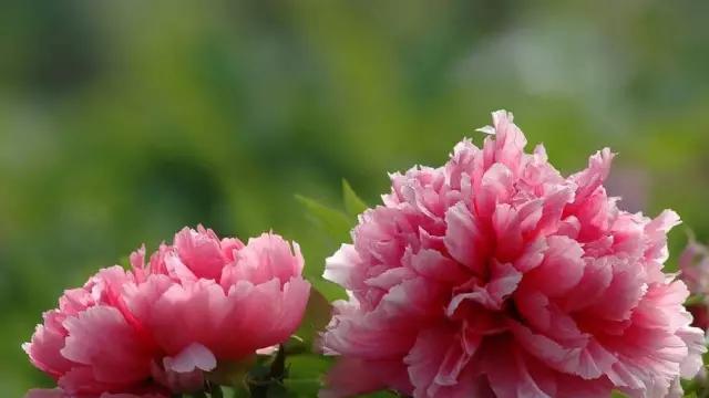 牡丹花开放季节(春日绝美盛景)_花植网