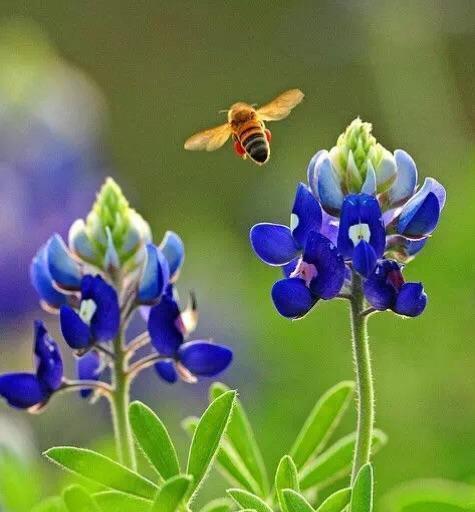 虚伪的花语——揭露花朵背后的真相（以代表虚伪的花为主题的花语）_花植网