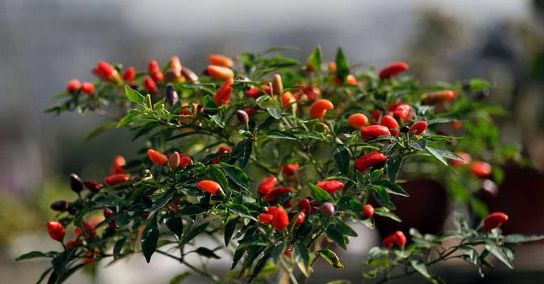 辣椒，不仅是调味品！（草本植物中的辣椒）