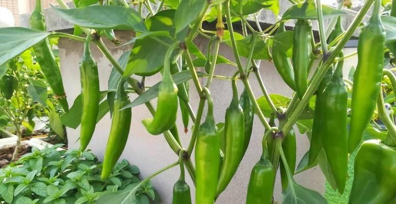 辣椒，不仅是调味品！（草本植物中的辣椒）