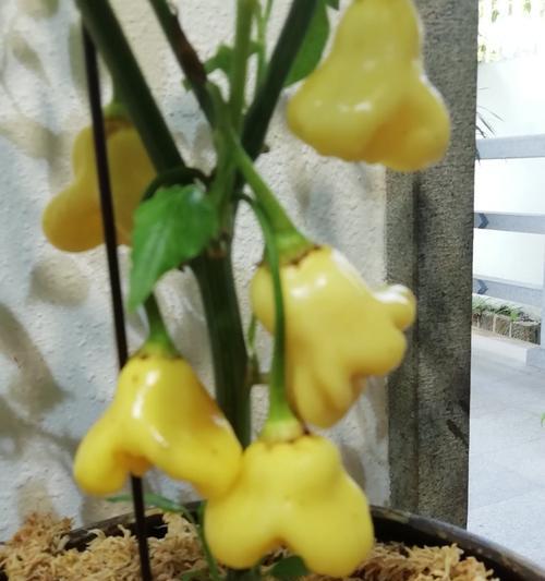 辣椒，不仅是调味品！（草本植物中的辣椒）