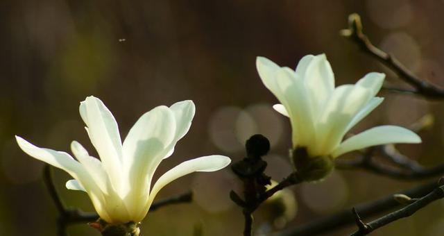 玉兰花（探寻玉兰花的花语与寓意）