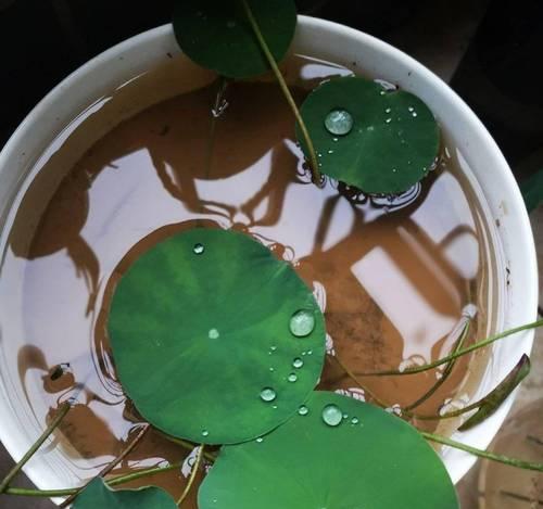 碗莲冬季浇水的正确方法（保证碗莲健康成长的关键）