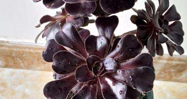 法师多肉的冬季保养指南（多肉植物如何度过寒冷的冬季）