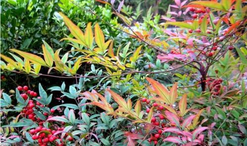 家庭养殖天竹的注意事项（了解天竹的有毒性和养殖技巧）