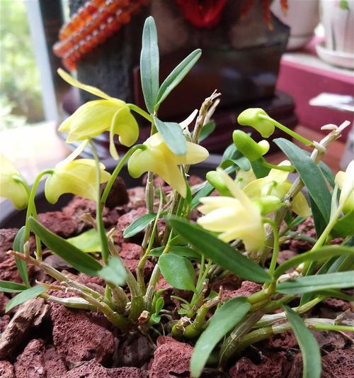 石斛开花时间及特点：详细介绍石斛的开花周期与特点