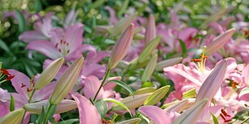 虎皮百合花语——传递幸福与祝福的花卉之语（探寻虎皮百合的花语与象征意义）