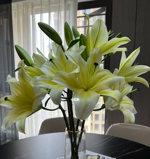 白百合花（探寻白百合花的神秘魅力）