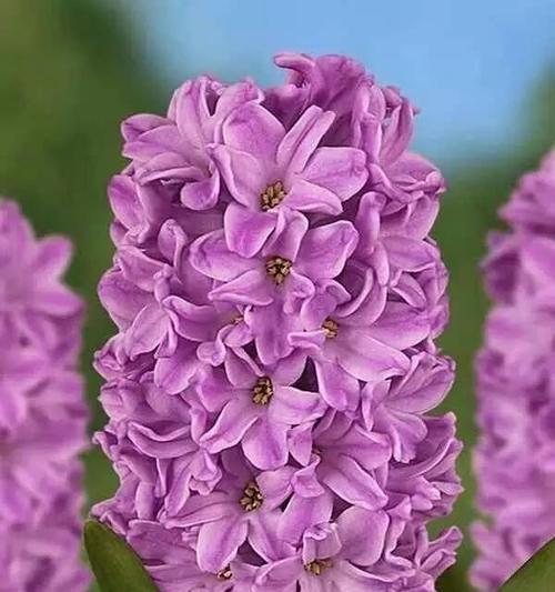 风信子的内在象征意义（芬芳盈室）