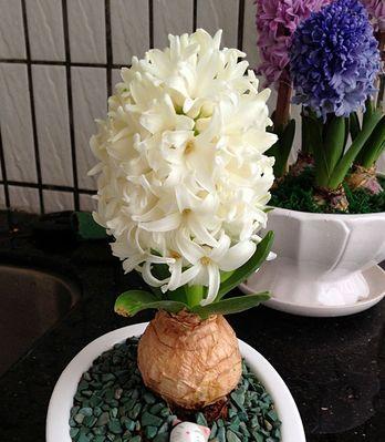 风信子的内在象征意义(芬芳盈室)