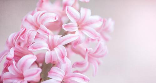 风信子的内在象征意义（芬芳盈室）