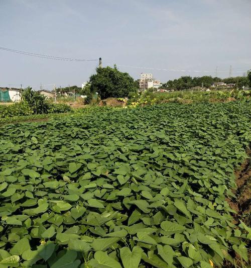 毛薯的种植技巧（了解毛薯的种植时间和方法）