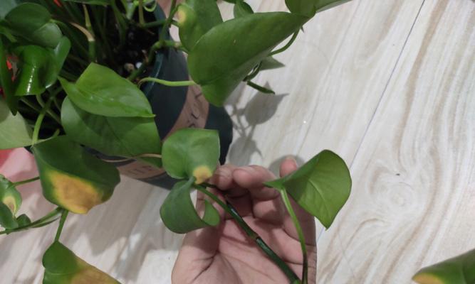 网络上绿萝是什么意思？（揭开网络绿萝的真相）