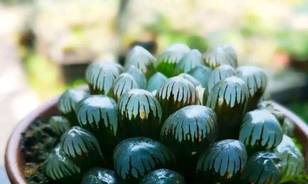 花生壳种植多肉的技巧（用花生壳种植多肉）